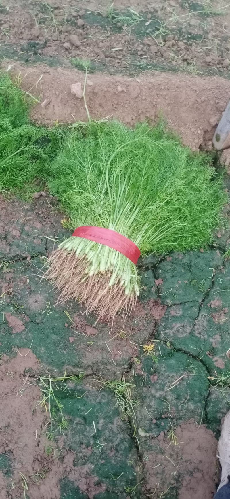 【精品】茴香河北茴香产地直发一手货源价低欢迎咨询