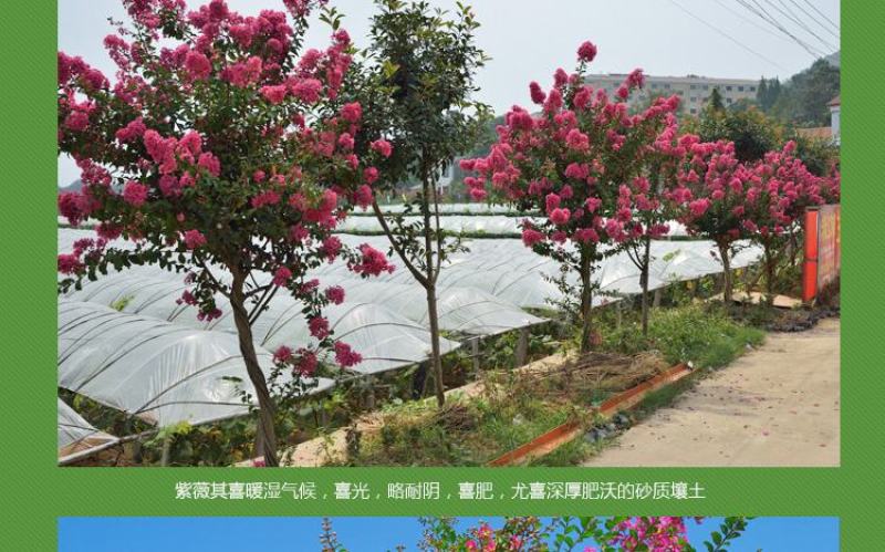 紫薇花苗盆栽花卉植物庭院绿化树苗大红色百日红红火箭四季
