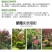 紫薇花苗盆栽花卉植物庭院绿化树苗大红色百日红红火箭四季