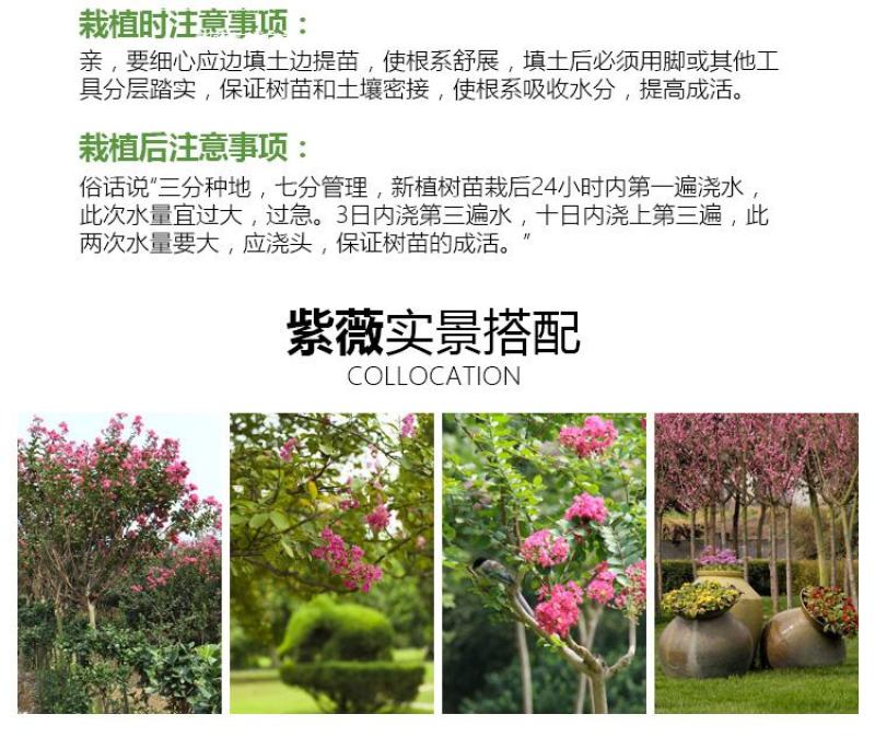 紫薇花苗盆栽花卉植物庭院绿化树苗大红色百日红红火箭四季
