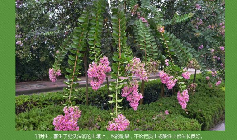 紫薇花苗盆栽花卉植物庭院绿化树苗大红色百日红红火箭四季