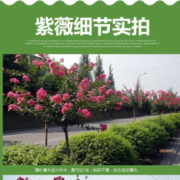 紫薇花苗盆栽花卉植物庭院绿化树苗大红色百日红红火箭四季