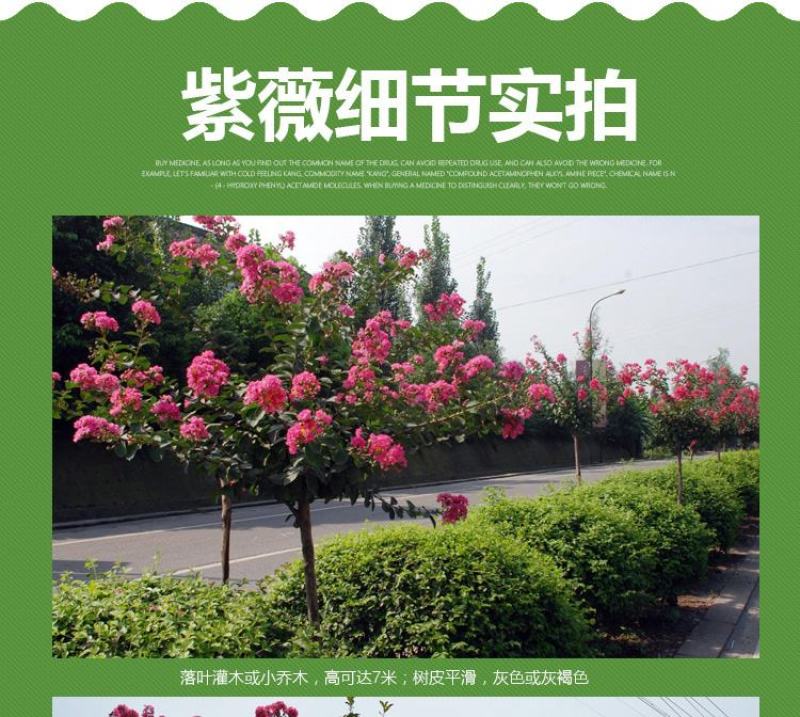 紫薇花苗盆栽花卉植物庭院绿化树苗大红色百日红红火箭四季