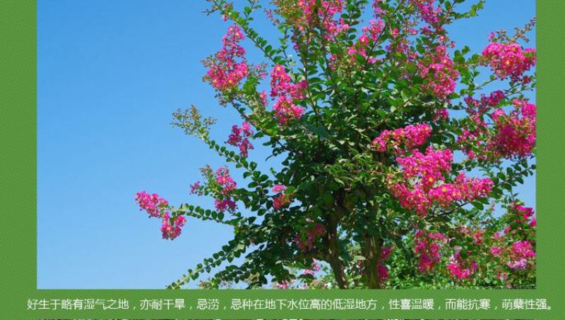 紫薇花苗盆栽花卉植物庭院绿化树苗大红色百日红红火箭四季
