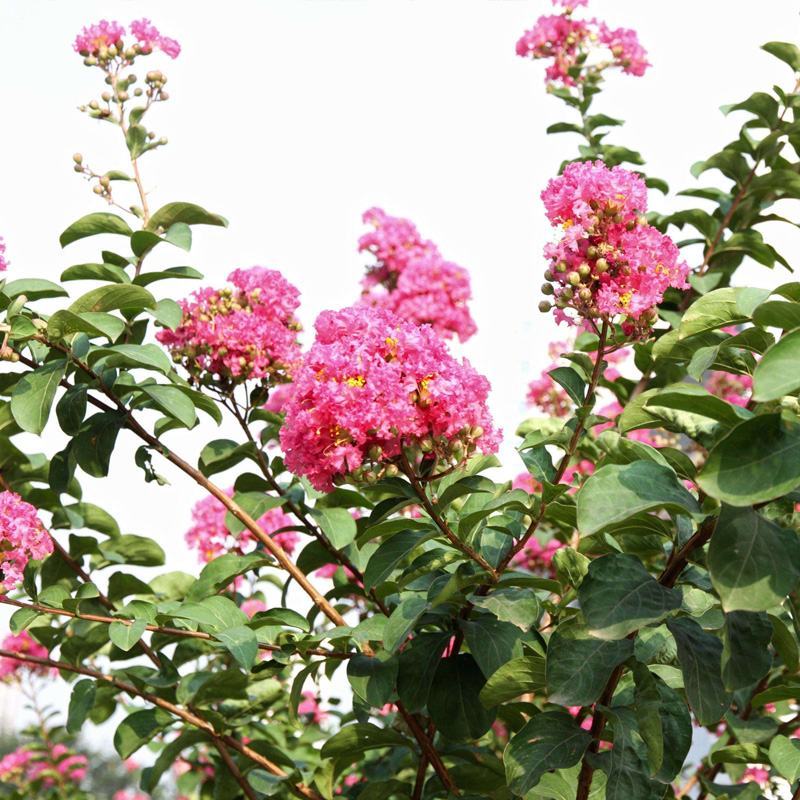 紫薇花苗盆栽花卉植物庭院绿化树苗大红色百日红红火箭四季