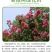 紫薇花苗盆栽花卉植物庭院绿化树苗大红色百日红红火箭四季