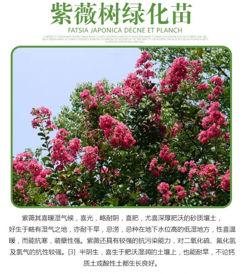 紫薇花苗盆栽花卉植物庭院绿化树苗大红色百日红红火箭四季
