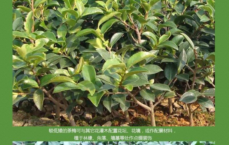 茶梅花苗茶梅树苗庭院绿化苗山茶花苗盆栽地栽花卉植物四季