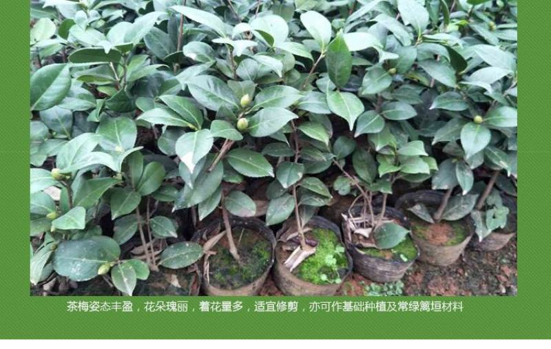 茶梅花苗茶梅树苗庭院绿化苗山茶花苗盆栽地栽花卉植物四季