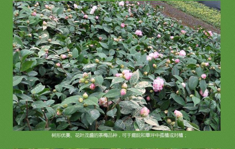 茶梅花苗茶梅树苗庭院绿化苗山茶花苗盆栽地栽花卉植物四季