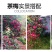 茶梅花苗茶梅树苗庭院绿化苗山茶花苗盆栽地栽花卉植物四季