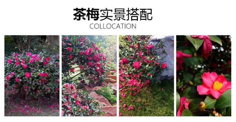 茶梅花苗茶梅树苗庭院绿化苗山茶花苗盆栽地栽花卉植物四季