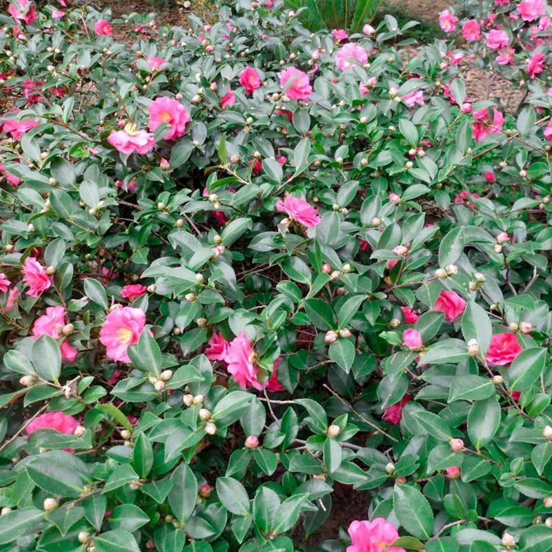 茶梅花苗茶梅树苗庭院绿化苗山茶花苗盆栽地栽花卉植物四季