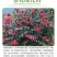 茶梅花苗茶梅树苗庭院绿化苗山茶花苗盆栽地栽花卉植物四季