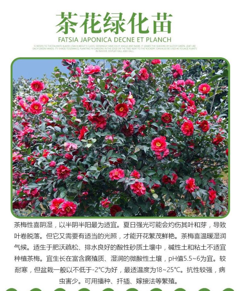 茶梅花苗茶梅树苗庭院绿化苗山茶花苗盆栽地栽花卉植物四季