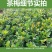 茶梅花苗茶梅树苗庭院绿化苗山茶花苗盆栽地栽花卉植物四季