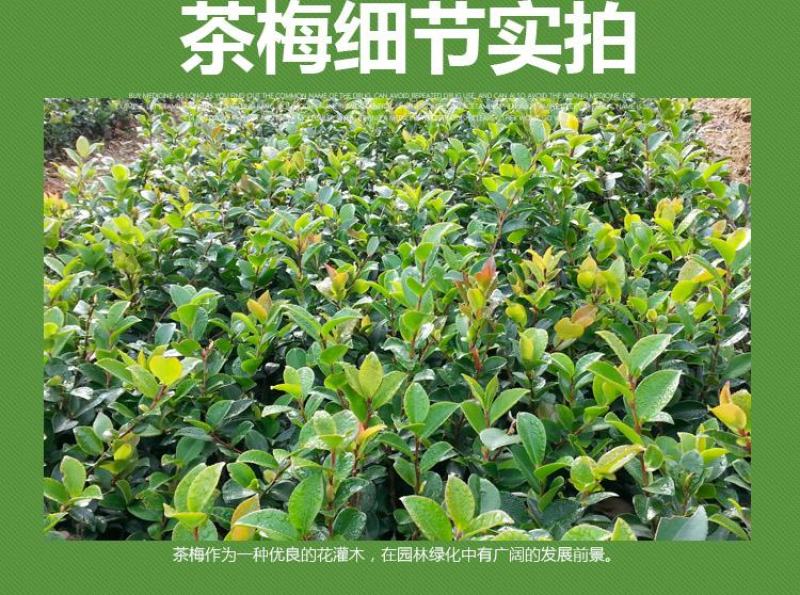 茶梅花苗茶梅树苗庭院绿化苗山茶花苗盆栽地栽花卉植物四季