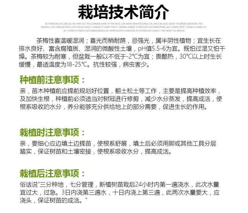 茶梅花苗茶梅树苗庭院绿化苗山茶花苗盆栽地栽花卉植物四季