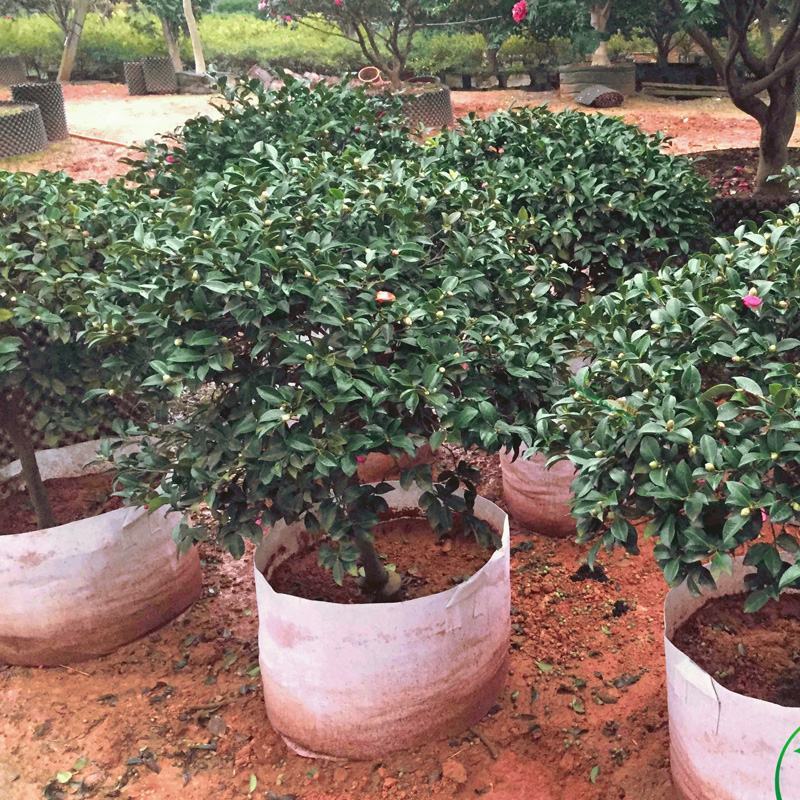 茶梅花苗茶梅树苗庭院绿化苗山茶花苗盆栽地栽花卉植物四季