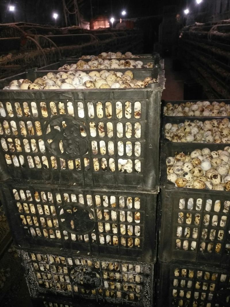 鹌鹑蛋手工捡蛋减去胶框重量足斤供应价位随当天行情支持一件