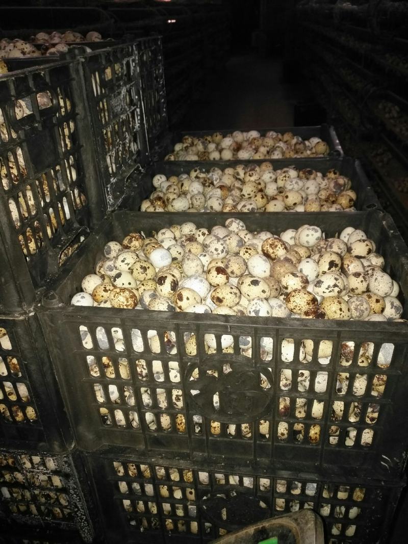 鹌鹑蛋手工捡蛋减去胶框重量足斤供应价位随当天行情支持一件
