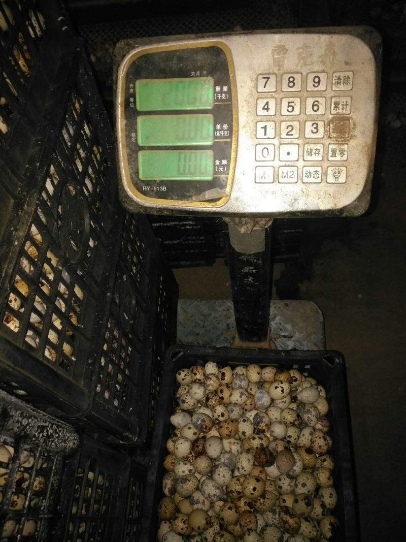 河南精品黄羽鹌鹑蛋减去胶框重量挑出次蛋颗颗精品足斤供应