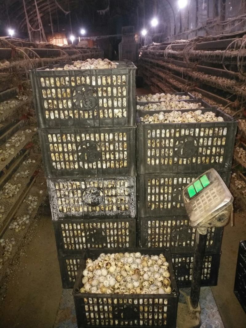 河南精品黄羽鹌鹑蛋减去胶框重量挑出次蛋颗颗精品足斤供应