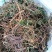 阴地蕨，一朵云，小春花，贵州野生本地货货好色青，欢迎来电