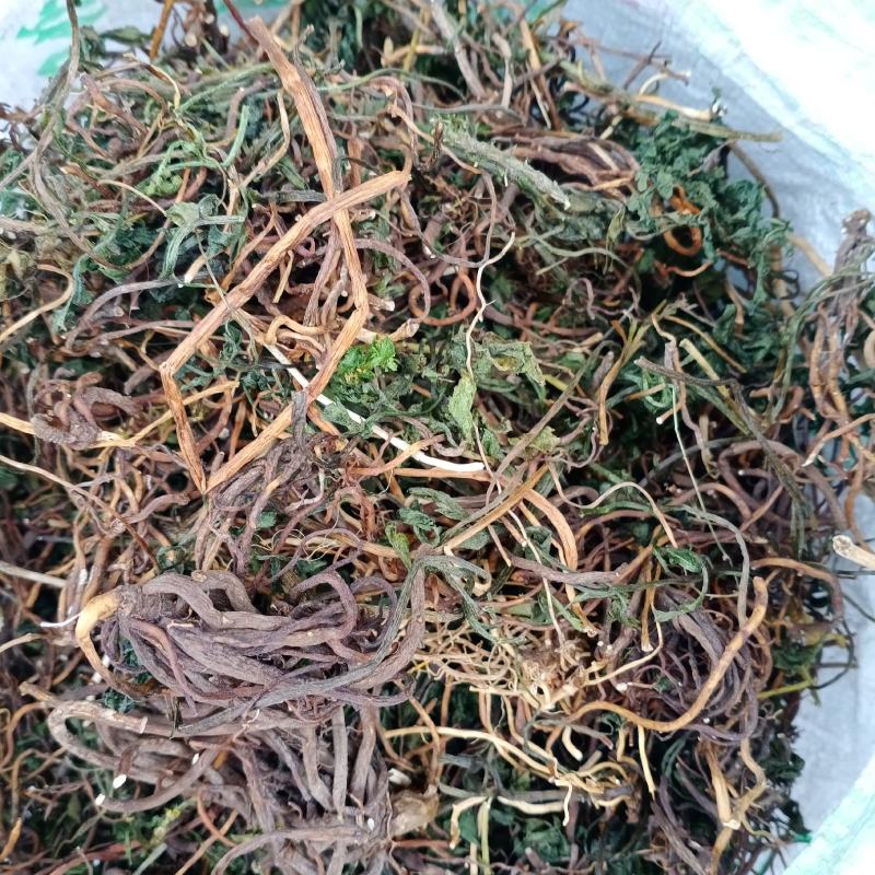 阴地蕨，一朵云，小春花，贵州野生本地货货好色青，欢迎来电