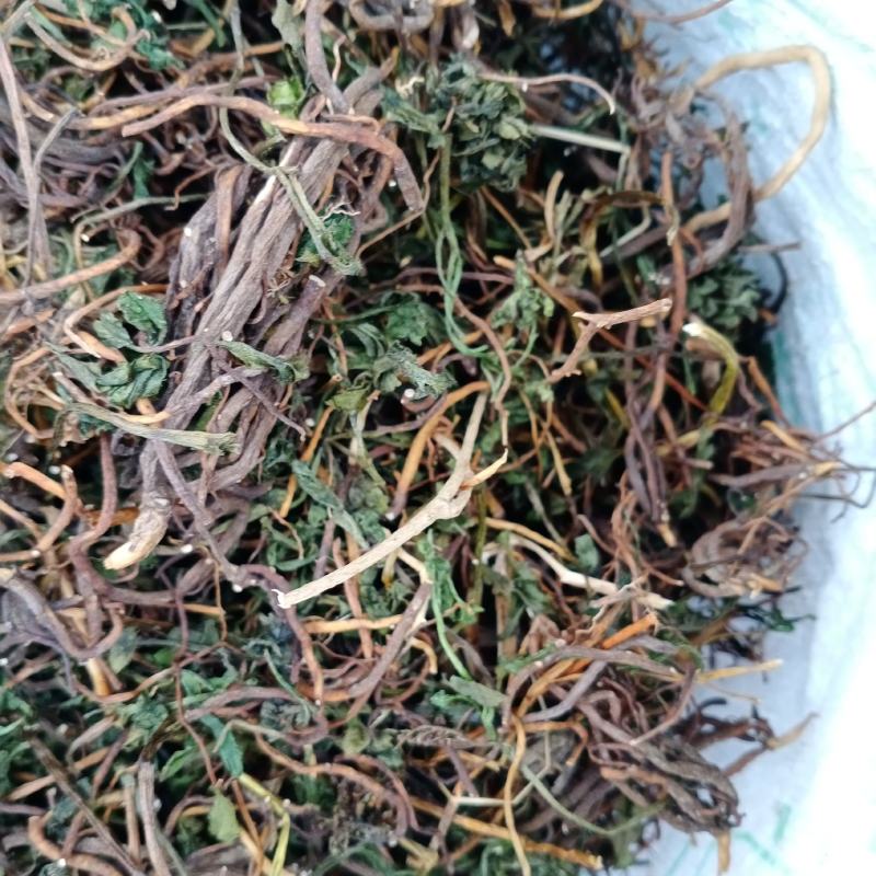 阴地蕨，一朵云，小春花，贵州野生本地货货好色青，欢迎来电
