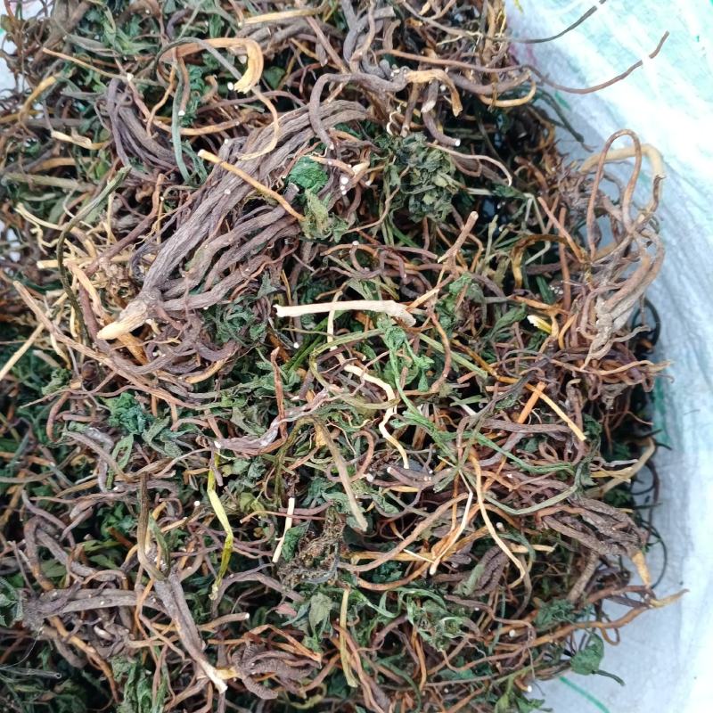 阴地蕨，一朵云，小春花，贵州野生本地货货好色青，欢迎来电