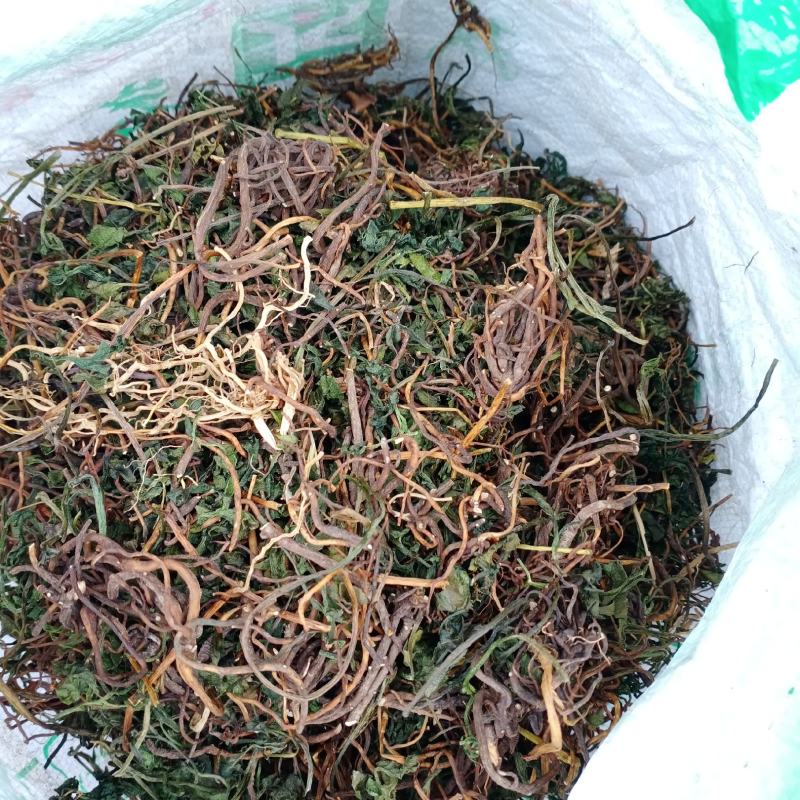 阴地蕨，一朵云，小春花，贵州野生本地货货好色青，欢迎来电