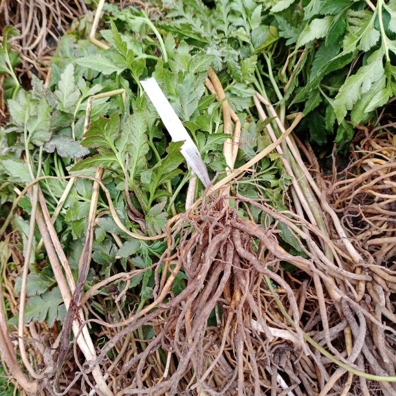 阴地蕨，一朵云，小春花，贵州野生本地货货好色青，欢迎来电