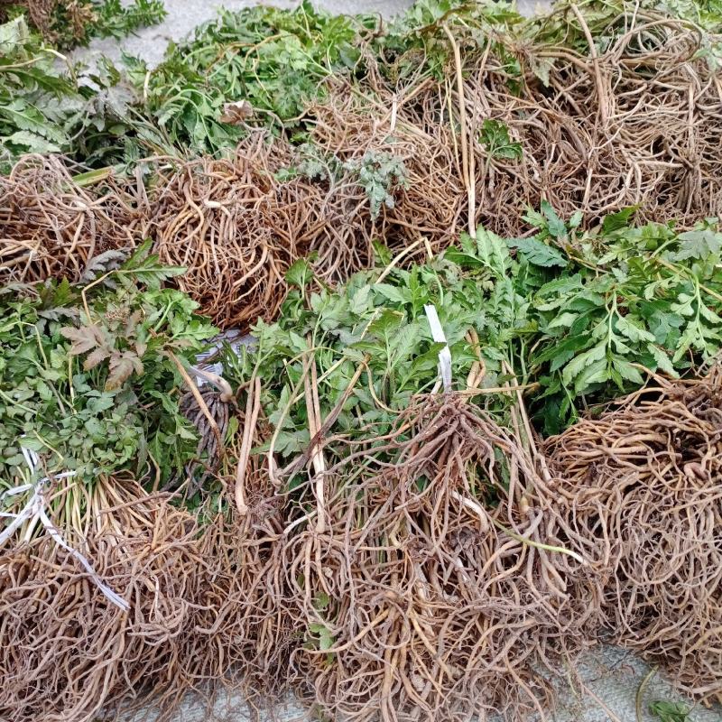 阴地蕨，一朵云，小春花，贵州野生本地货货好色青，欢迎来电