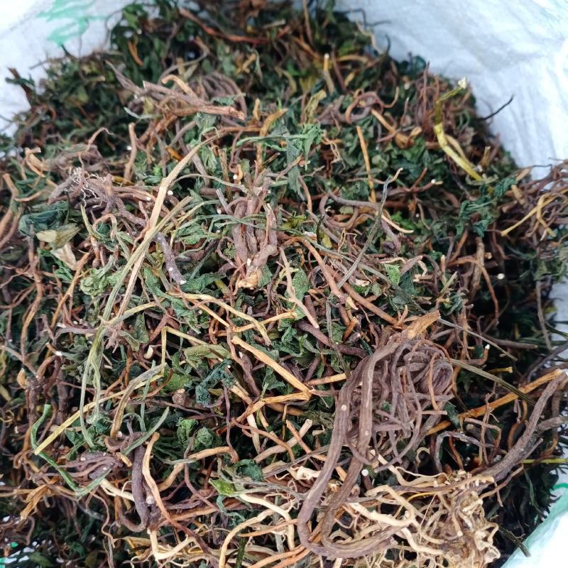 阴地蕨，一朵云，小春花，贵州野生本地货货好色青，欢迎来电