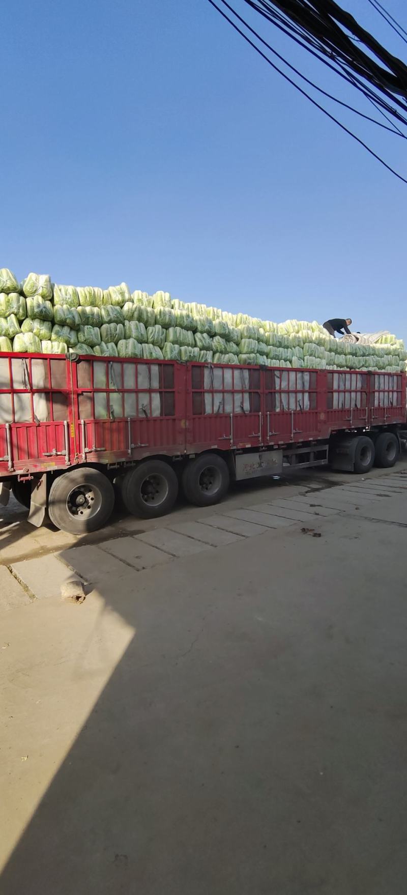 北京三号净白菜货量充足产地直销价位低山东肥城全国发车