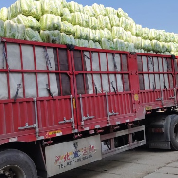 北京三号净白菜货量充足产地直销价位低山东肥城全国发车