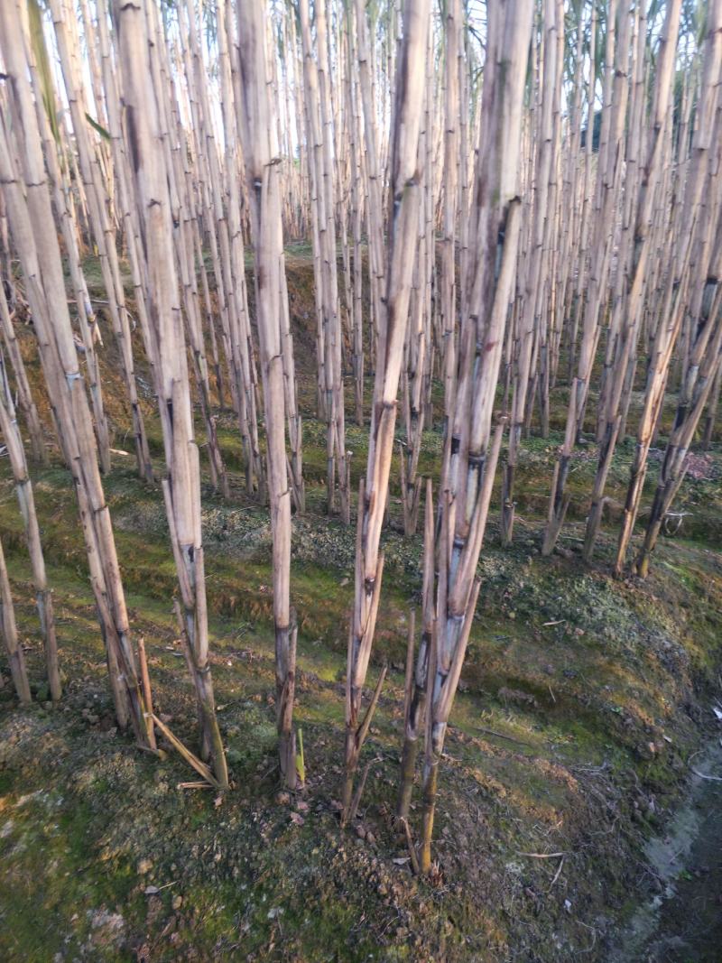 四川青皮甘蔗，脆甜多汁