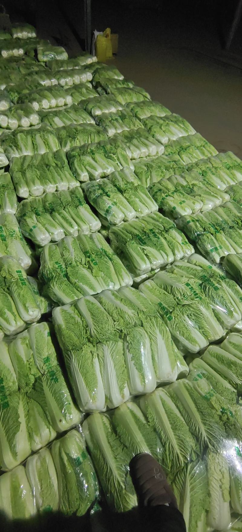 北京新三号白菜4~6斤净菜-山东白菜，