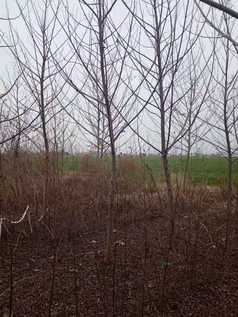 优质2-30公分枫杨规格齐全，存活率高，沭阳基地直发
