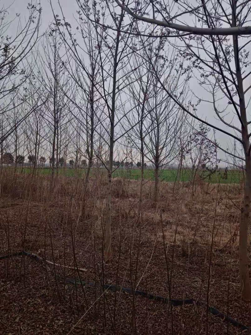 优质2-30公分枫杨规格齐全，存活率高，沭阳基地直发