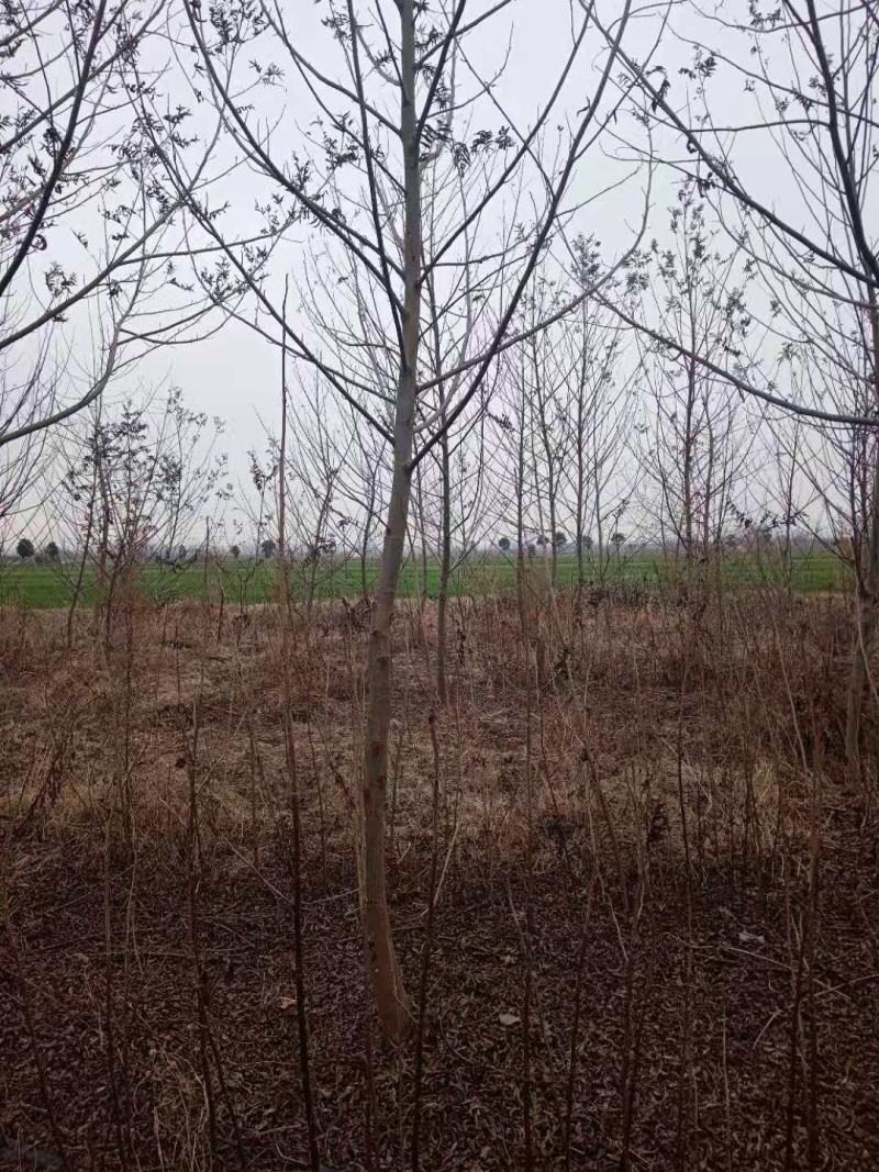 优质2-30公分枫杨规格齐全，存活率高，沭阳基地直发