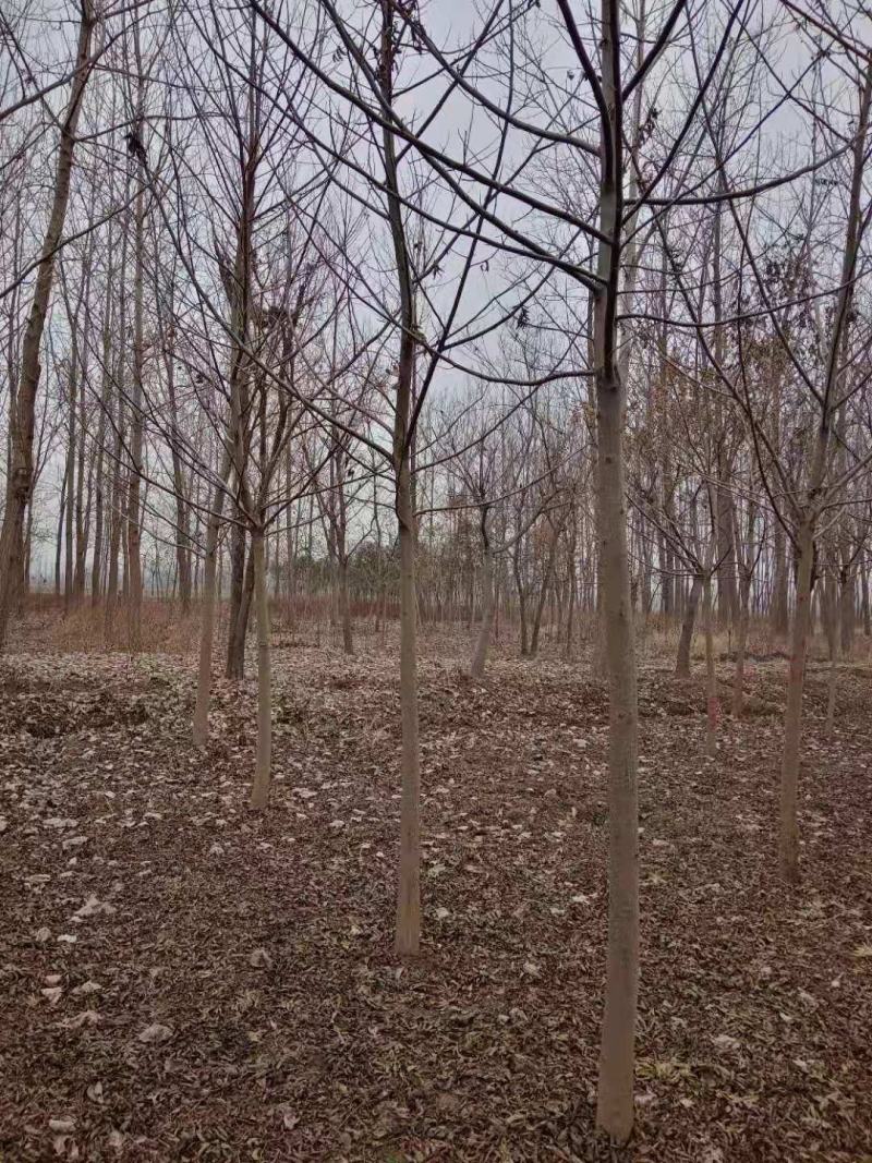 优质2-30公分枫杨规格齐全，存活率高，沭阳基地直发