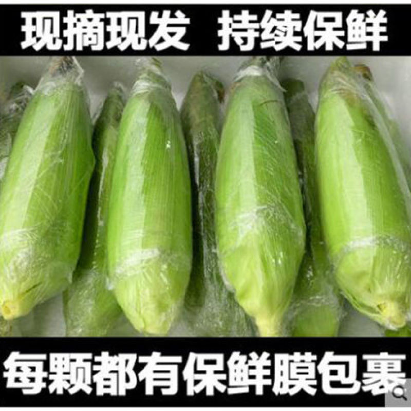 水果玉米新鲜现摘应季甜玉米棒早餐生吃非云南花糯玉米笨