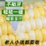 水果玉米新鲜现摘应季甜玉米棒早餐生吃非云南花糯玉米笨
