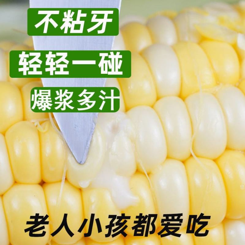 水果玉米新鲜现摘应季甜玉米棒早餐生吃非云南花糯玉米笨