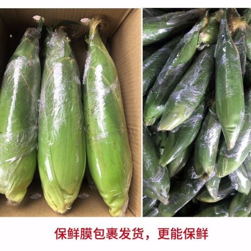 水果玉米新鲜现摘应季甜玉米棒早餐生吃非云南花糯玉米笨