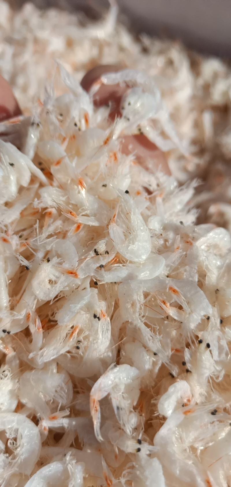 精品新鲜淡干白虾皮小虾米干货产地直发特级即食海米海鲜毛虾
