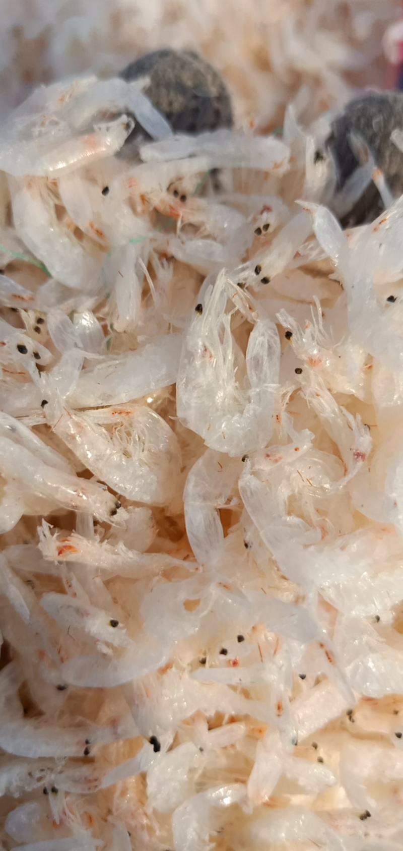 精品新鲜淡干白虾皮小虾米干货产地直发特级即食海米海鲜毛虾