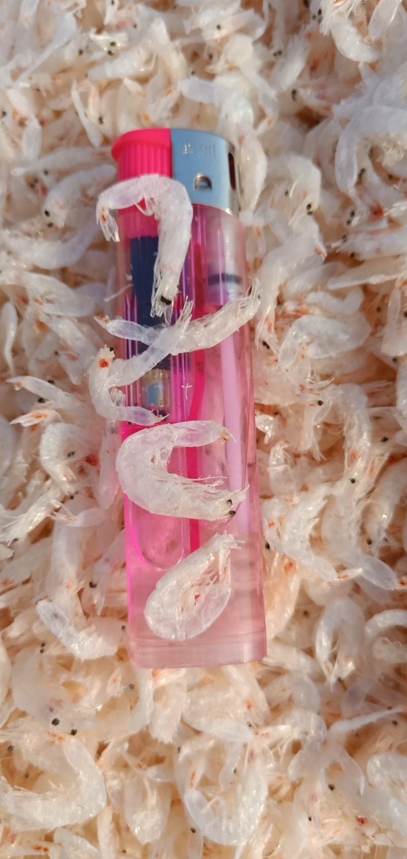 精品新鲜淡干白虾皮小虾米干货产地直发特级即食海米海鲜毛虾